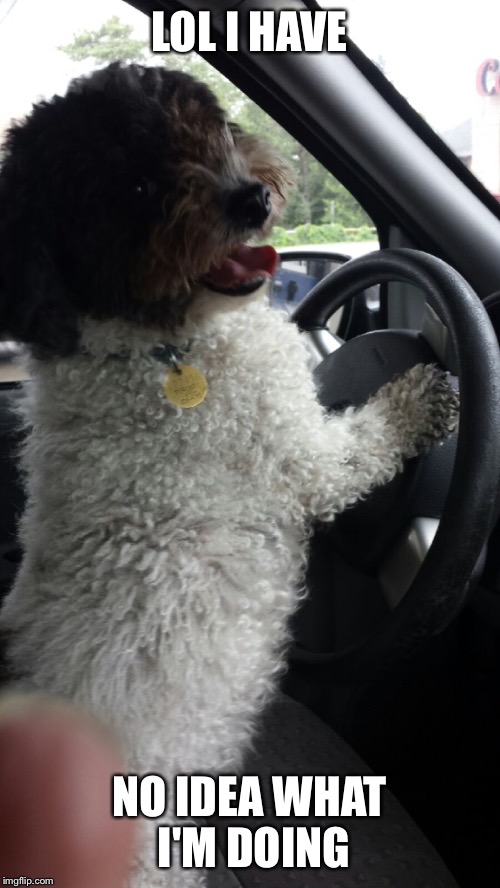 LOL I HAVE NO IDEA WHAT I'M DOING | image tagged in doggy driver | made w/ Imgflip meme maker
