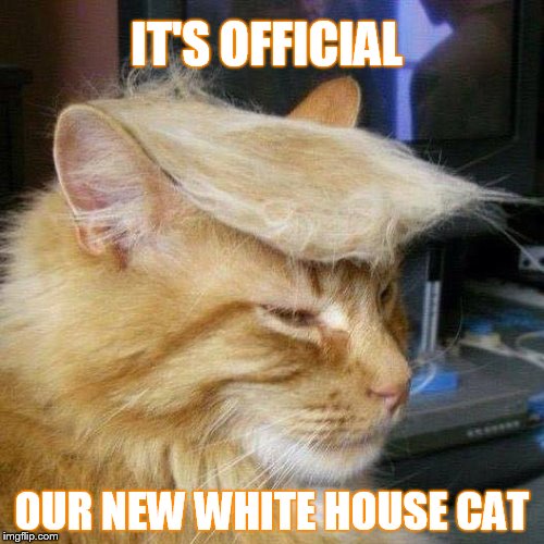 White House Cat | IT'S OFFICIAL OUR NEW WHITE HOUSE CAT | image tagged in donald trump | made w/ Imgflip meme maker