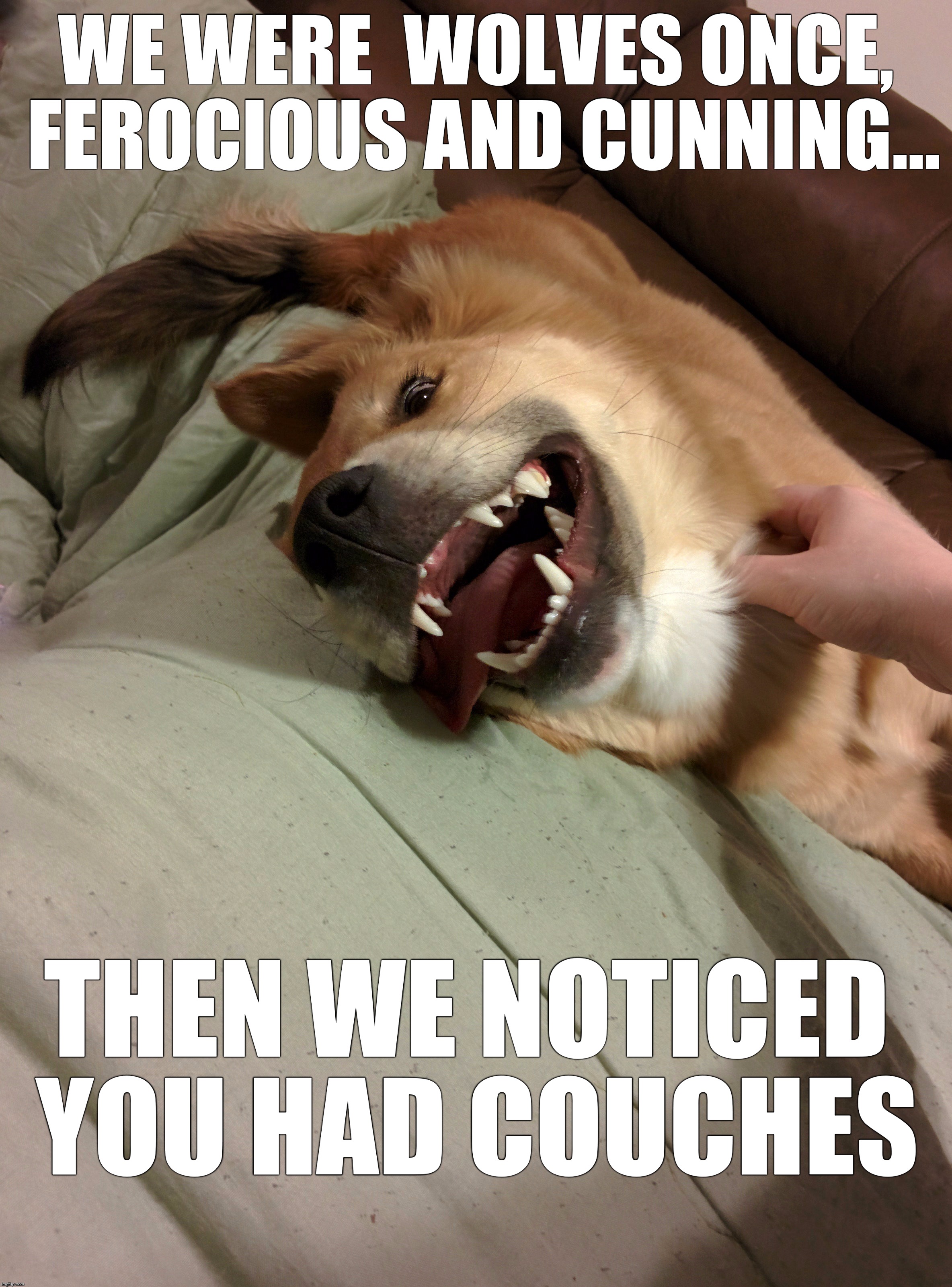 Evolution of Dogs | WE WERE  WOLVES ONCE, FEROCIOUS AND CUNNING... THEN WE NOTICED YOU HAD COUCHES | image tagged in dogs,wolves,funny,adorable,cute,hilarious | made w/ Imgflip meme maker