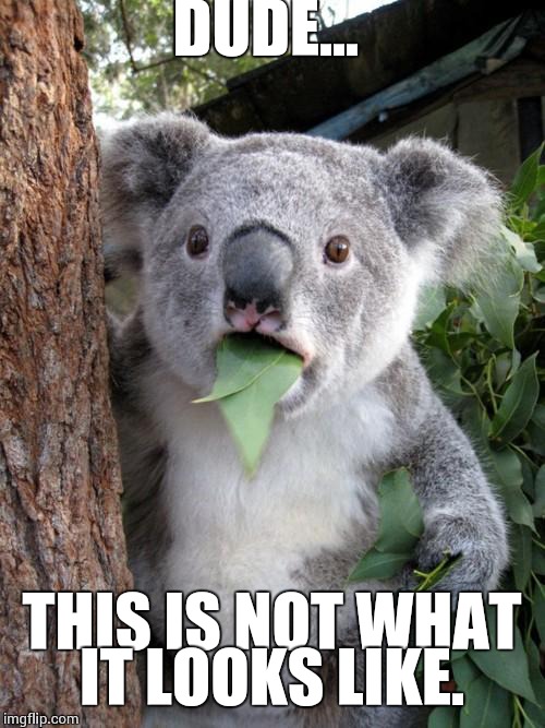 Surprised Koala | DUDE... THIS IS NOT WHAT IT LOOKS LIKE. | image tagged in memes,surprised koala | made w/ Imgflip meme maker