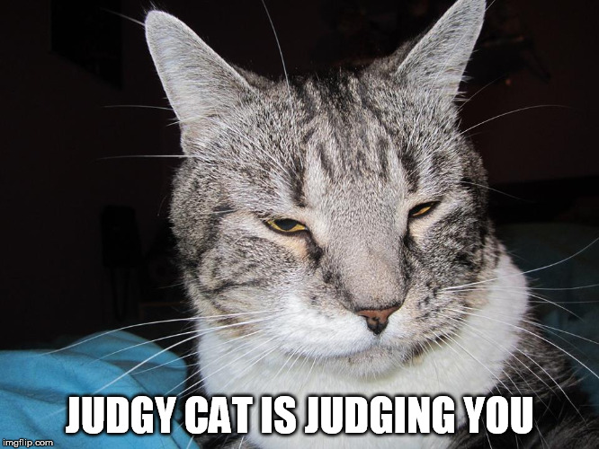 JUDGY CAT IS JUDGING YOU | image tagged in judgy cat | made w/ Imgflip meme maker