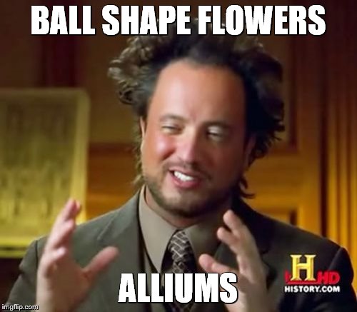 Ancient Aliens | BALL SHAPE FLOWERS ALLIUMS | image tagged in memes,ancient aliens | made w/ Imgflip meme maker