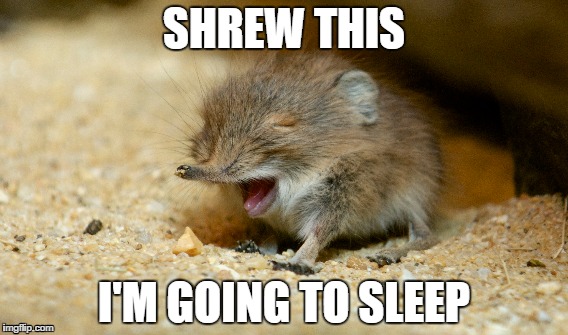 Shrew This | SHREW THIS I'M GOING TO SLEEP | image tagged in cute,animal,pun | made w/ Imgflip meme maker