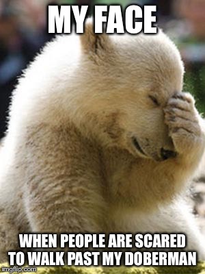 Facepalm Bear Meme | MY FACE WHEN PEOPLE ARE SCARED TO WALK PAST MY DOBERMAN | image tagged in memes,facepalm bear | made w/ Imgflip meme maker