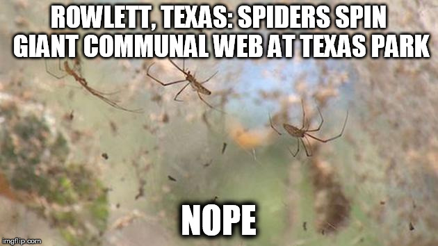 The amount of Nope in this post is too damn high! | ROWLETT, TEXAS: SPIDERS SPIN GIANT COMMUNAL WEB AT TEXAS PARK NOPE | image tagged in too damn high,spiders,nope | made w/ Imgflip meme maker