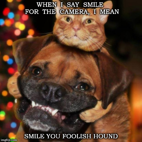 dogs an cats | WHEN  I  SAY  SMILE  FOR  THE  CAMERA,  I  MEAN SMILE YOU FOOLISH HOUND | image tagged in dogs an cats | made w/ Imgflip meme maker