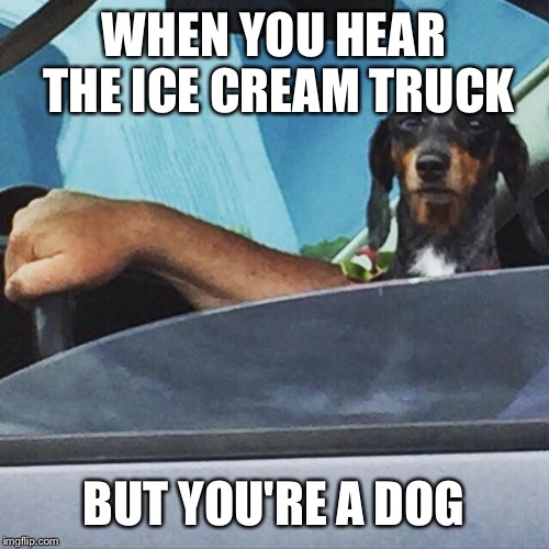 Thug dog | WHEN YOU HEAR THE ICE CREAM TRUCK BUT YOU'RE A DOG | image tagged in thug dog | made w/ Imgflip meme maker