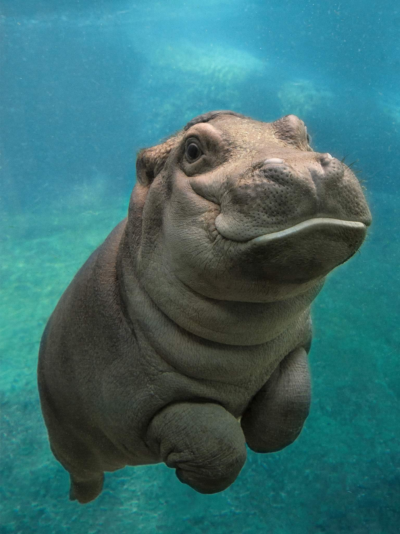 High Quality Baby Hippo Blank Meme Template