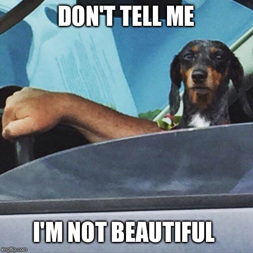 Thug dog | DON'T TELL ME I'M NOT BEAUTIFUL | image tagged in thug dog | made w/ Imgflip meme maker