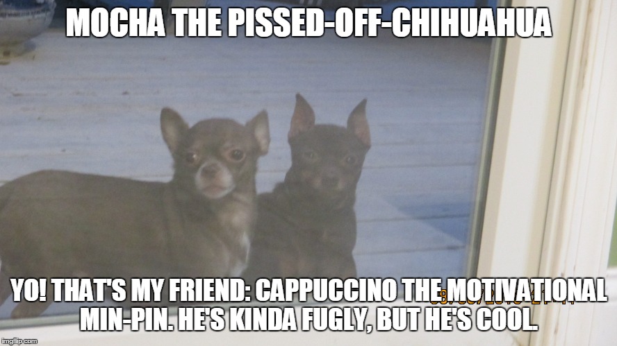 Mocha: The Pissed-Off-Chihuahua | MOCHA THE PISSED-OFF-CHIHUAHUA YO! THAT'S MY FRIEND: CAPPUCCINO THE MOTIVATIONAL MIN-PIN. HE'S KINDA FUGLY, BUT HE'S COOL. | image tagged in funny chihuahua,funny memes,funny meme | made w/ Imgflip meme maker