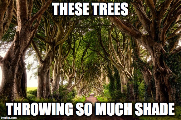 Throwing Shade | THESE TREES THROWING SO MUCH SHADE | image tagged in throwing shade,shade,trees,humor | made w/ Imgflip meme maker