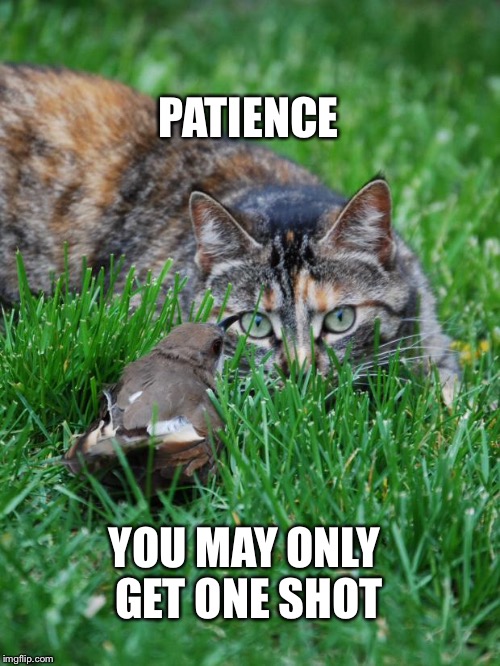 you may only have one chance, make it count | PATIENCE YOU MAY ONLY GET ONE SHOT | image tagged in cat and bird,memes | made w/ Imgflip meme maker