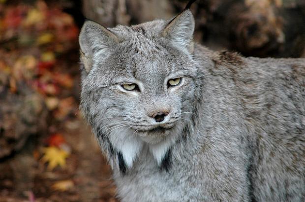 Jaded Lynx Blank Meme Template