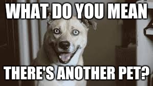 WHAT DO YOU MEAN THERE'S ANOTHER PET? | made w/ Imgflip meme maker