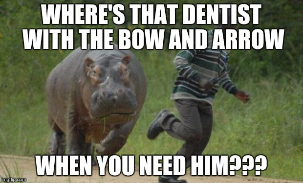 hippo chase | WHERE'S THAT DENTIST WITH THE BOW AND ARROW WHEN YOU NEED HIM??? | image tagged in hippo chase | made w/ Imgflip meme maker