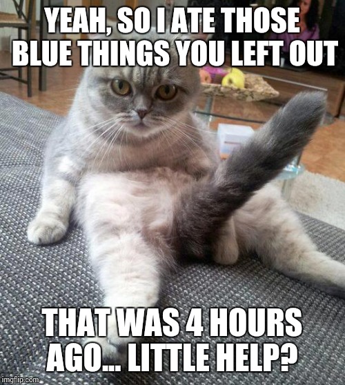 Sexy Cat Meme | YEAH, SO I ATE THOSE BLUE THINGS YOU LEFT OUT THAT WAS 4 HOURS AGO... LITTLE HELP? | image tagged in memes,sexy cat | made w/ Imgflip meme maker