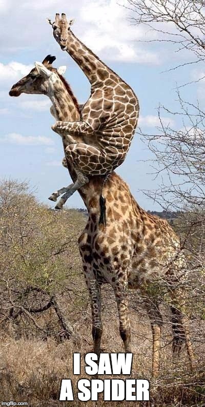 Funny Giraffe | I SAW A SPIDER | image tagged in funny giraffe | made w/ Imgflip meme maker