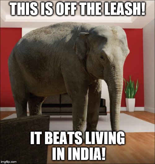 Elephant In The Room | THIS IS OFF THE LEASH! IT BEATS LIVING IN INDIA! | image tagged in elephant in the room | made w/ Imgflip meme maker