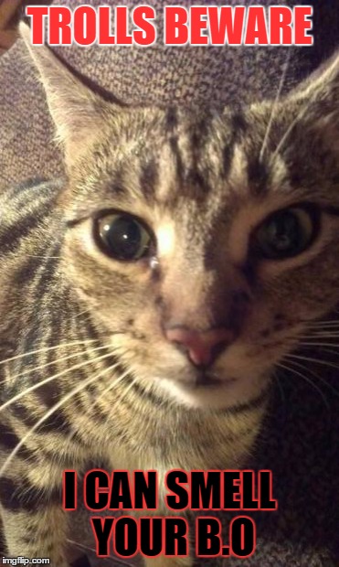 Kookie Cat UK. Cute | TROLLS BEWARE I CAN SMELL YOUR B.O | image tagged in kookie cat uk cute | made w/ Imgflip meme maker