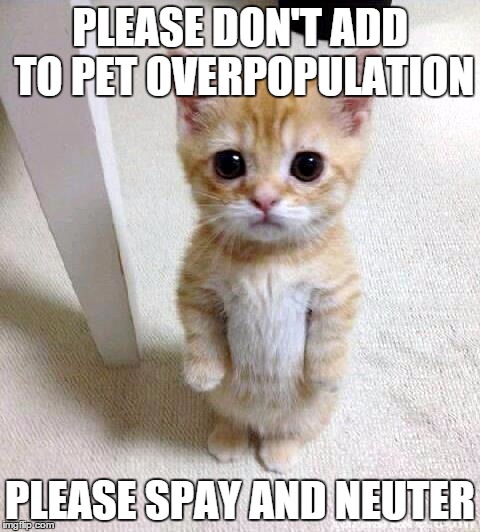 Cute Cat Meme | PLEASE DON'T ADD TO PET OVERPOPULATION PLEASE SPAY AND NEUTER | image tagged in memes,cute cat | made w/ Imgflip meme maker
