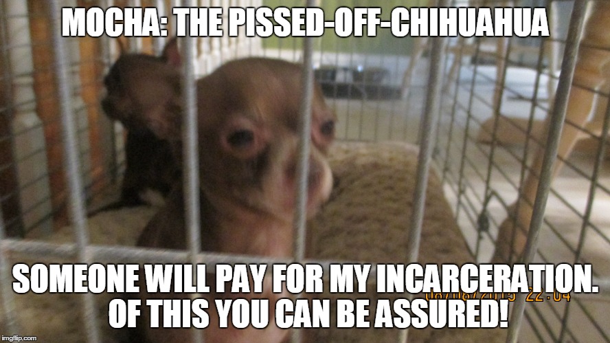 Mocha: The Pissed-Off-Chihuahua | MOCHA: THE PISSED-OFF-CHIHUAHUA SOMEONE WILL PAY FOR MY INCARCERATION. OF THIS YOU CAN BE ASSURED! | image tagged in funny chihuahua,funny memes,funny meme | made w/ Imgflip meme maker