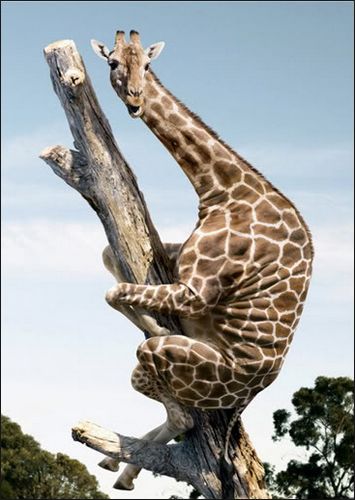 giraffe climbing a tree Blank Meme Template