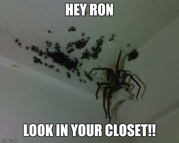 Spiders | HEY RON LOOK IN YOUR CLOSET!! | image tagged in spiders | made w/ Imgflip meme maker