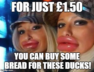 Duck Face Chicks Meme | FOR JUST £1.50 YOU CAN BUY SOME BREAD FOR THESE DUCKS! | image tagged in memes,duck face chicks | made w/ Imgflip meme maker