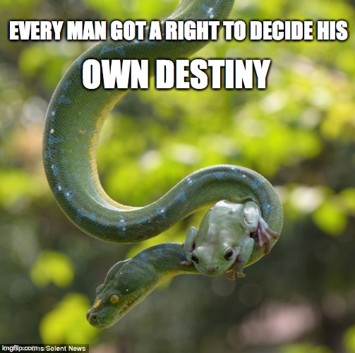 Every Man Got A Right to Decide | EVERY MAN GOT A RIGHT TO DECIDE HIS OWN DESTINY | image tagged in snake,destiny,frog | made w/ Imgflip meme maker