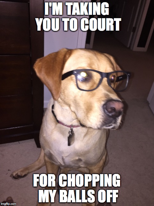 Funny | I'M TAKING YOU TO COURT FOR CHOPPING MY BALLS OFF | image tagged in funny animals,so i guess you can say things are getting pretty serious | made w/ Imgflip meme maker