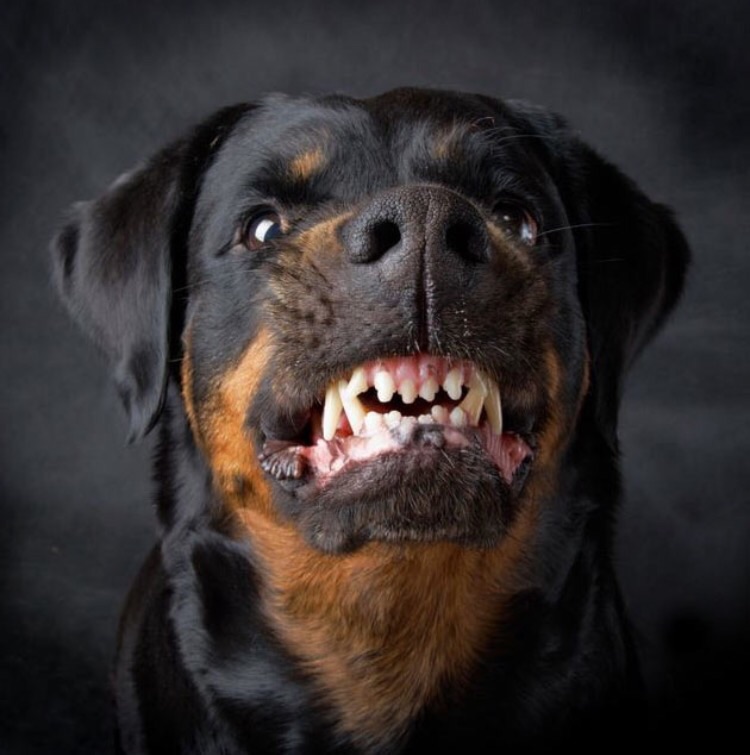 Rottweiler Blank Meme Template