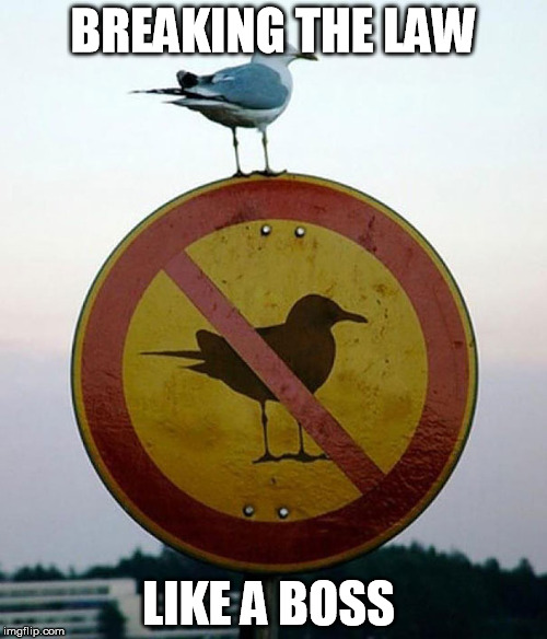 BREAKING THE LAW LIKE A BOSS | image tagged in law | made w/ Imgflip meme maker