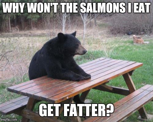 Bad Luck Bear Meme | WHY WON'T THE SALMONS I EAT GET FATTER? | image tagged in memes,bad luck bear | made w/ Imgflip meme maker