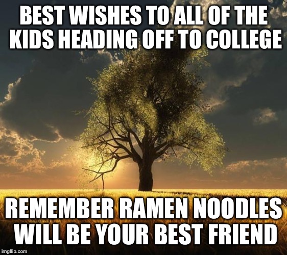 Tree of Life | BEST WISHES TO ALL OF THE KIDS HEADING OFF TO COLLEGE REMEMBER RAMEN NOODLES WILL BE YOUR BEST FRIEND | image tagged in tree of life | made w/ Imgflip meme maker