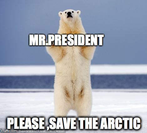 Hands Up Polar Bear | MR.PRESIDENT PLEASE ,SAVE THE ARCTIC | image tagged in hands up polar bear | made w/ Imgflip meme maker