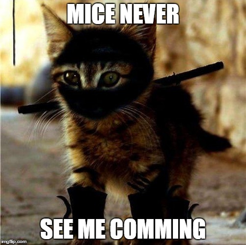 Ninja Cat | MICE NEVER SEE ME COMMING | image tagged in ninja cat | made w/ Imgflip meme maker