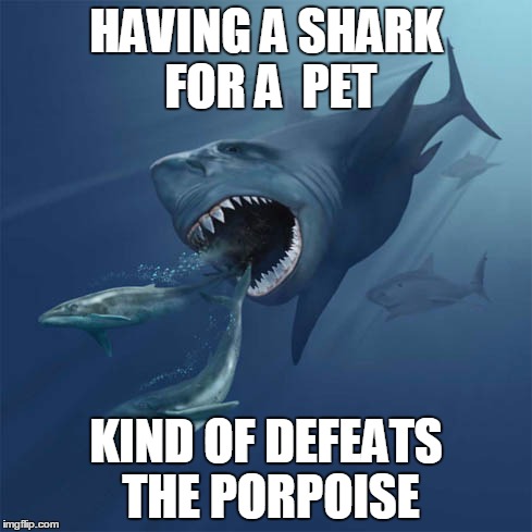 Scary Shark | HAVING A SHARK FOR A  PET KIND OF DEFEATS THE PORPOISE | image tagged in shark,porpoise,pet shark,dolphin | made w/ Imgflip meme maker