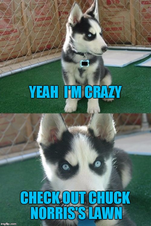 Insanity Puppy | YEAH  I'M CRAZY CHECK OUT CHUCK NORRIS'S LAWN | image tagged in memes,insanity puppy | made w/ Imgflip meme maker