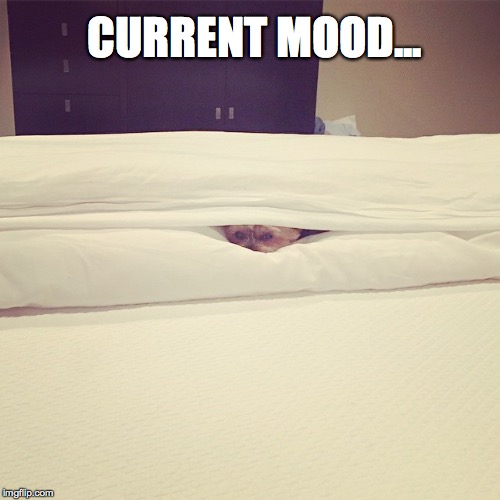 CURRENT MOOD... | image tagged in current mood | made w/ Imgflip meme maker