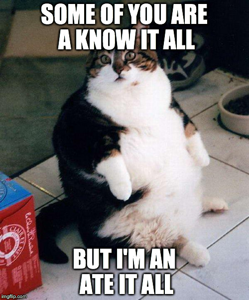 fat cat | SOME OF YOU ARE A KNOW IT ALL BUT I'M AN ATE IT ALL | image tagged in fat cat | made w/ Imgflip meme maker