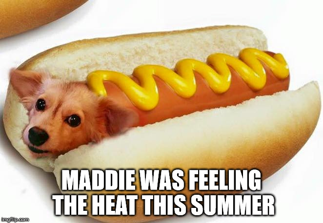 Hot dog | MADDIE WAS FEELING THE HEAT THIS SUMMER | image tagged in hot dog,funny dog,angry dog,oh crap dog | made w/ Imgflip meme maker