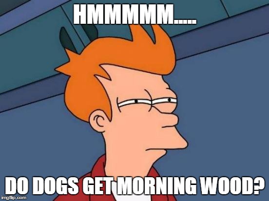 Futurama Fry | HMMMMM..... DO DOGS GET MORNING WOOD? | image tagged in memes,futurama fry | made w/ Imgflip meme maker