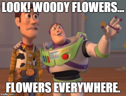 Flowers Everywhere!  | LOOK! WOODY FLOWERS... FLOWERS EVERYWHERE. | image tagged in memes,x x everywhere | made w/ Imgflip meme maker