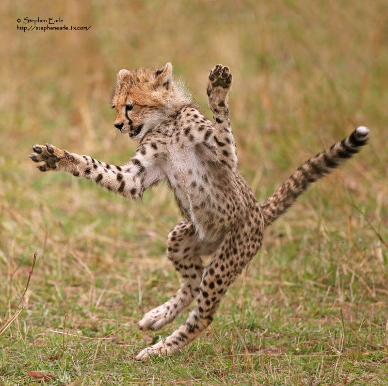 Dancing Cougar Blank Meme Template