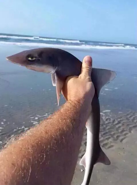 Spoonie Shark Blank Meme Template