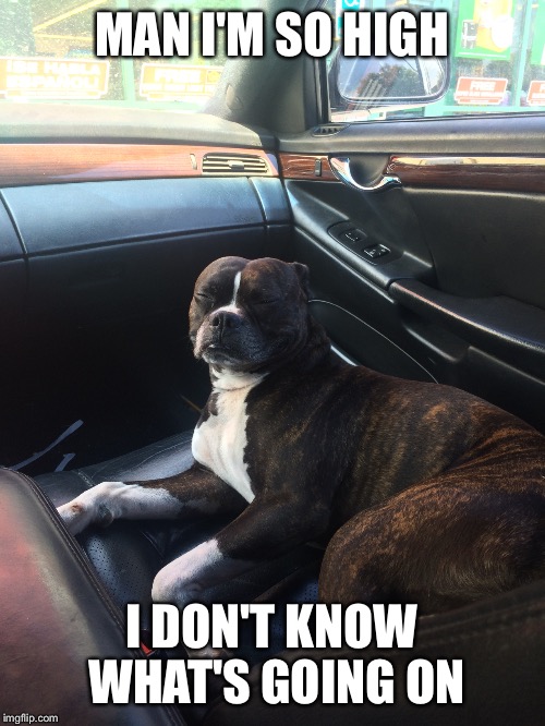 MAN I'M SO HIGH I DON'T KNOW WHAT'S GOING ON | image tagged in stoned,dog,too damn high | made w/ Imgflip meme maker
