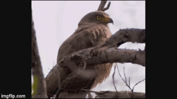 ps0ci.gif