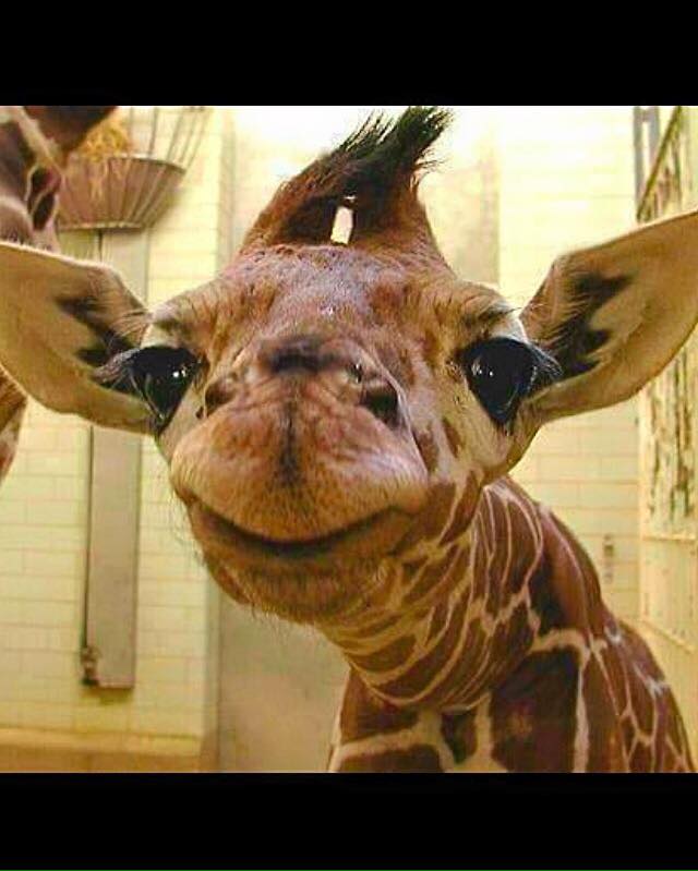 High Quality baby giraffe Blank Meme Template