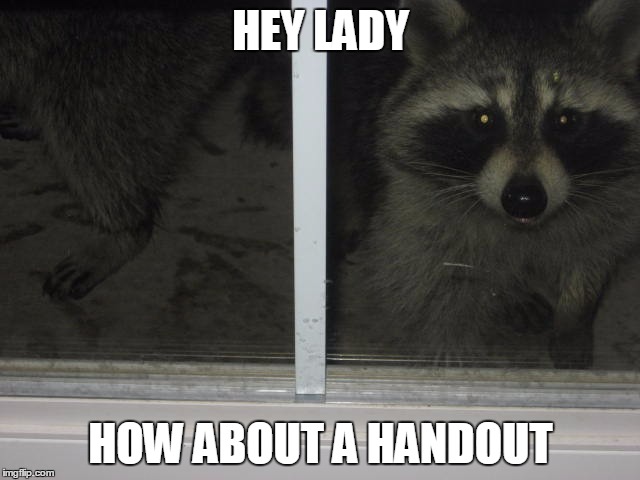 HEY LADY HOW ABOUT A HANDOUT | image tagged in bandit | made w/ Imgflip meme maker