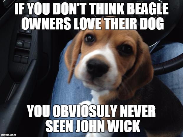 Beagle puppy | IF YOU DON'T THINK BEAGLE OWNERS LOVE THEIR DOG YOU OBVIOSULY NEVER SEEN JOHN WICK | image tagged in beagle puppy | made w/ Imgflip meme maker
